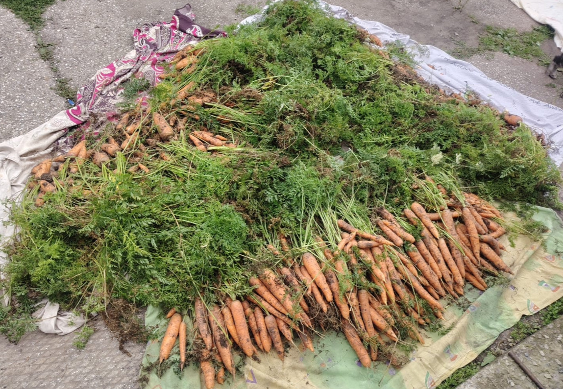 Сентябрь 2025 года. Урожай на селе сладкой моркови.