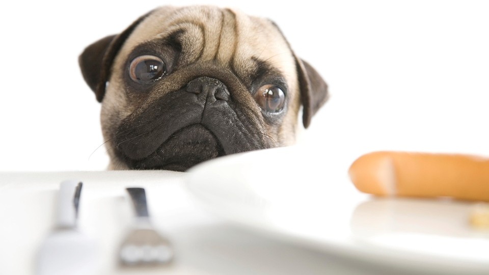 И вновь продолжается вой: лирический путеводитель по дурным привычкам собак