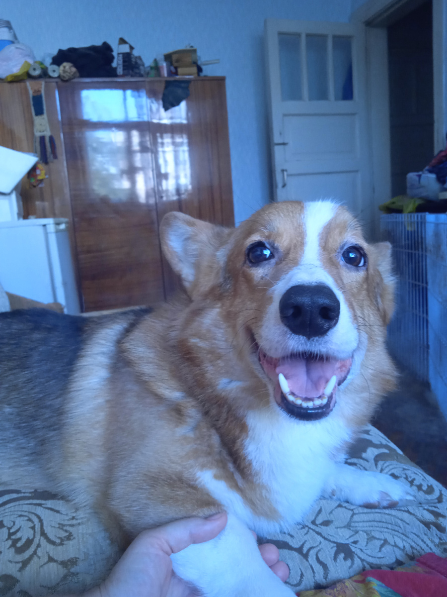 Мой любимка ворчливый.