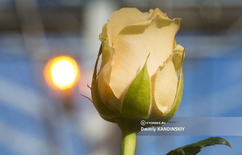 День святого Валентина 14 февраля 2026: легенды, валентинки и мировые традиции любви