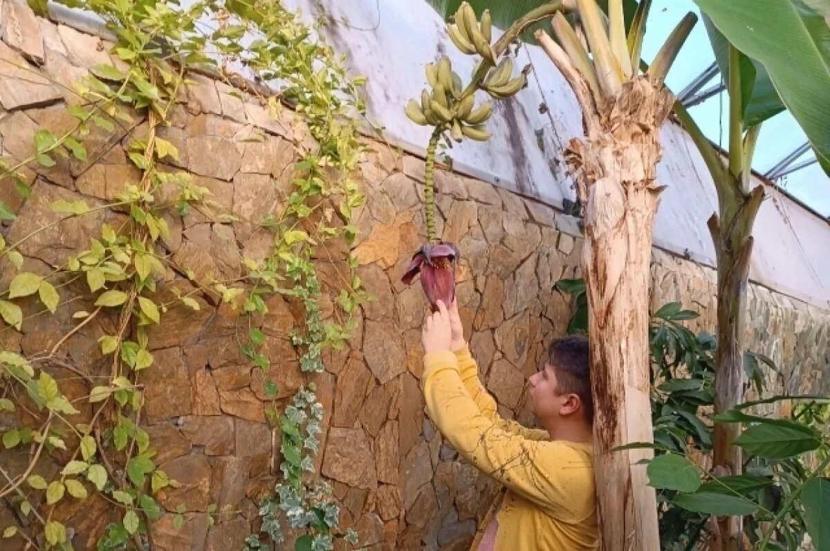    Чтобы экзотический гость из Юго-Восточной Азии чувствовал себя в Сибири как дома, нужны особые условия