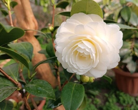    Настоящее украшение коллекции омского детского Экоцентра - камелия. Её цветение - отдельное чудо. Фото: Из личного архивa/ Галина Любошенко