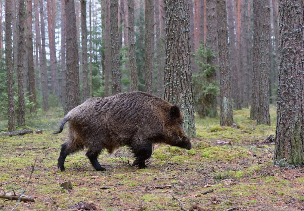 Этот секач уже попадал под выстрел. Теперь любой запах человека для него — риск. Уходит сразу, без оглядки