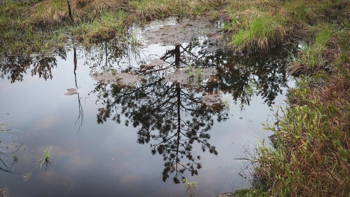    Территория вечной мерзлоты может стать болотом   Артем Шершнев / atas.info