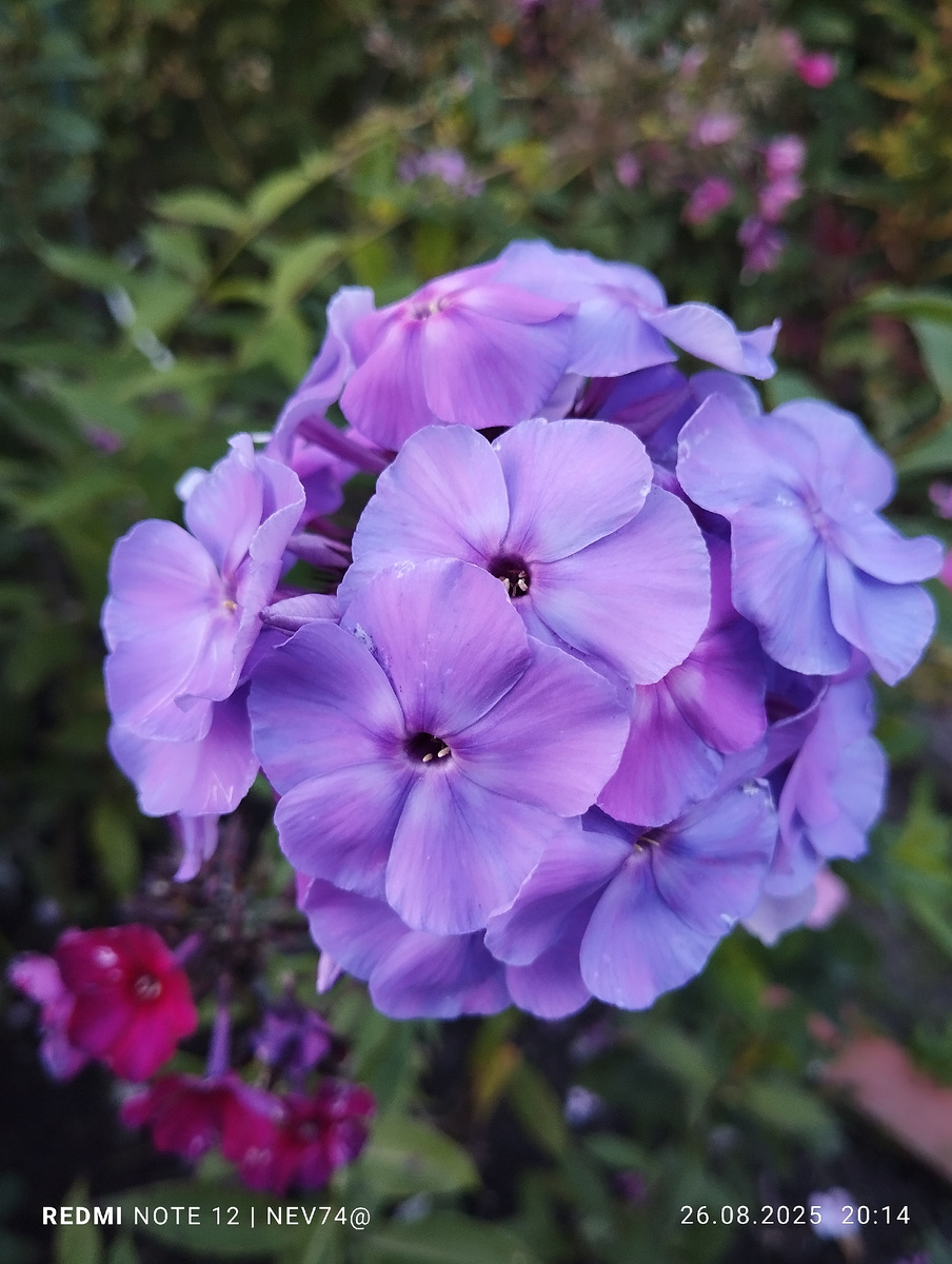 Флокс Аметист в моей коллекции