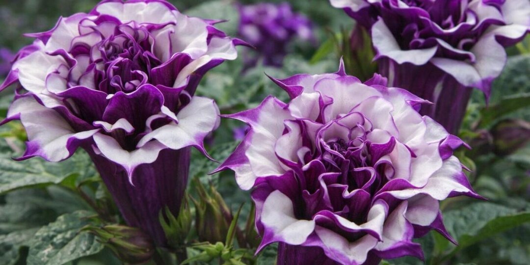 Цветок, который сводит с ума: фиолетовая балерина превращает сад в театр волшебства