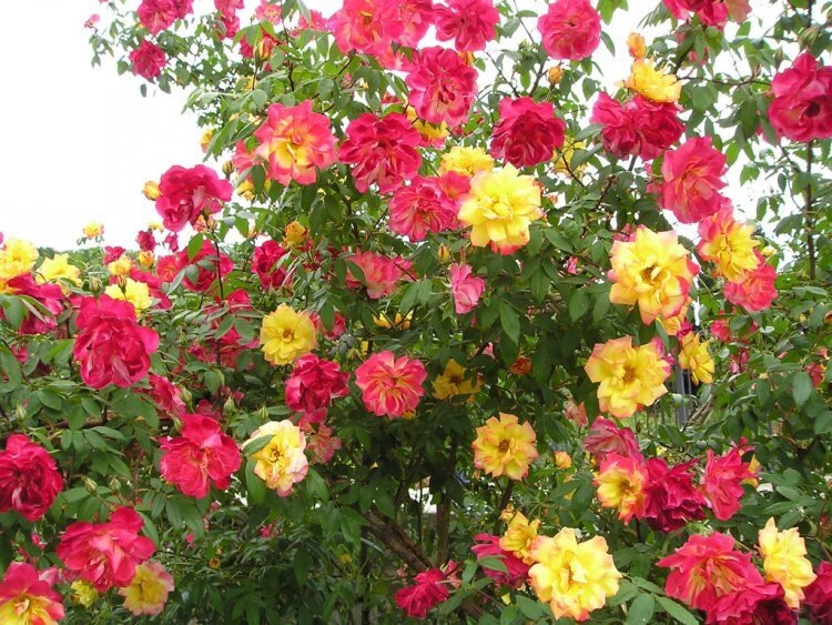 Роза Полька Бабочка, фото из свободного источника