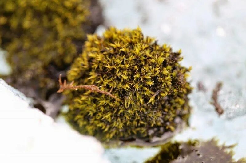 Изображение взято с сайта https://avatars.mds.yandex.net/i?id=d8c5770fbc4d2e9b216d41b40962f863_l-4010805-images-thumbs&n=13