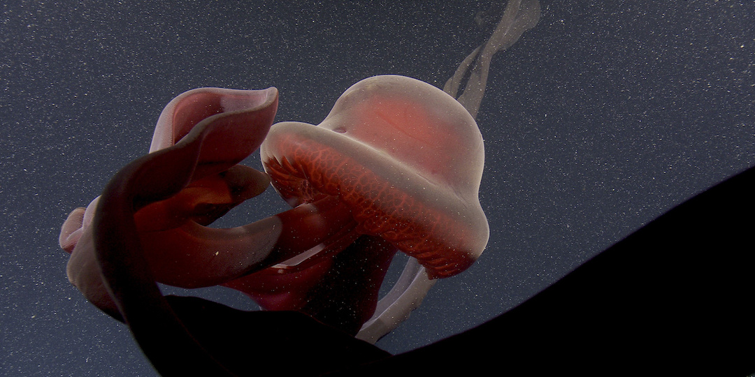 Медуза-фантом — 10-метровый призрак Мирового океана