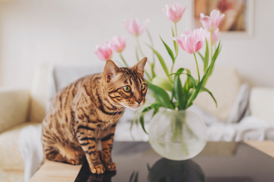    Shutterstock/FOTODOM