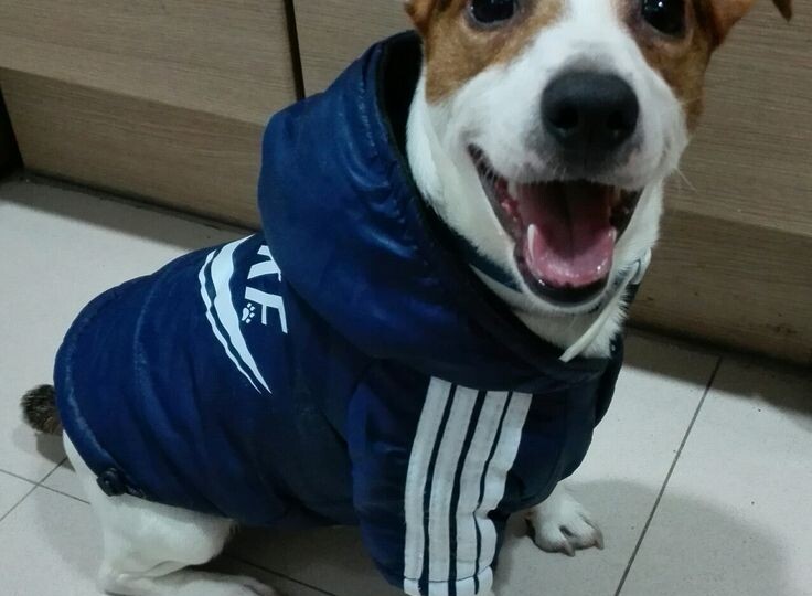 Особенности одежды для джек-расселов