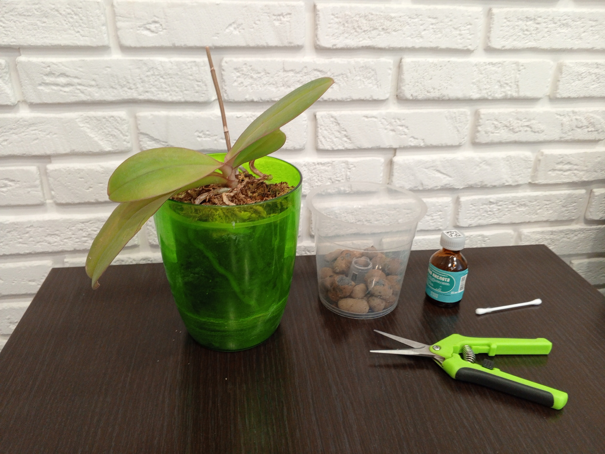 Подготовилась к пересадке, отдельно лежит кора