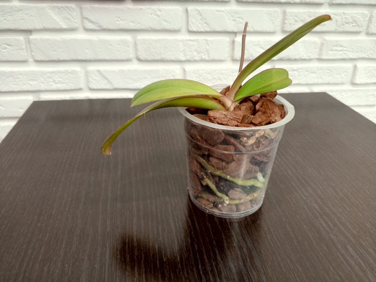 После пересадки. Пока выглядит не очень симпатично.