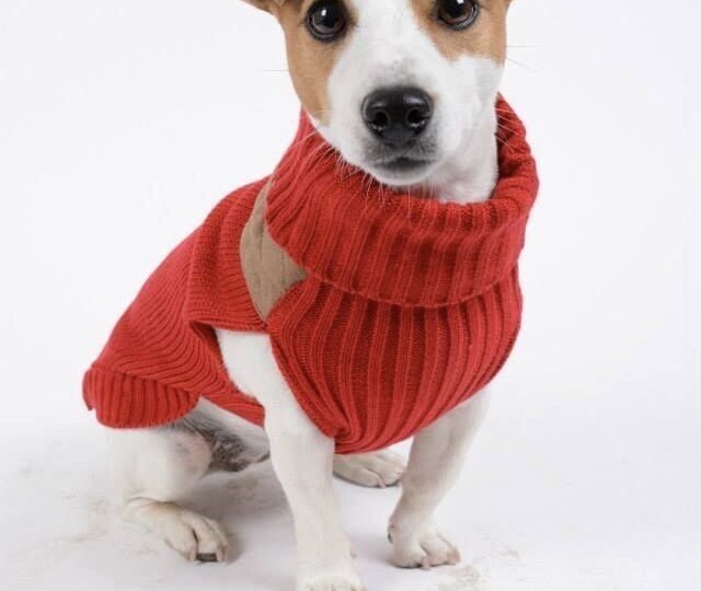 Одежда по сезону для Джека Рассела терьер