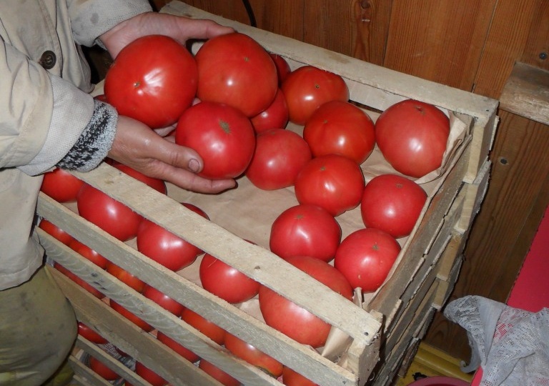 Выращивание помидоров в теплице. Советы специалистов.