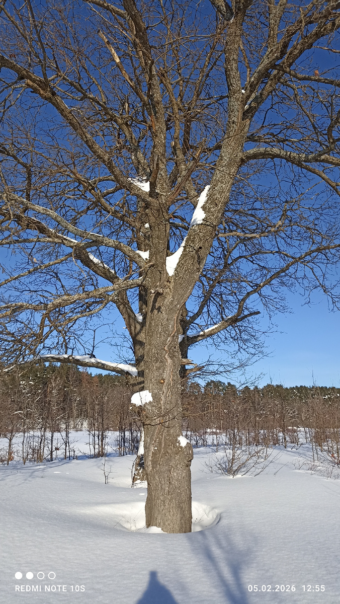 Дуб на берегу реки Вятки. Фото автора.