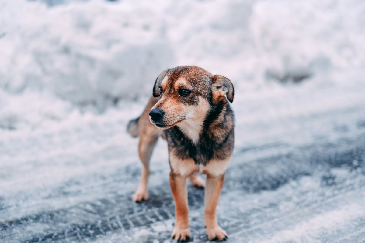    Бездомные собаки на улицах города теперь находятся под защитой нового судебного решения