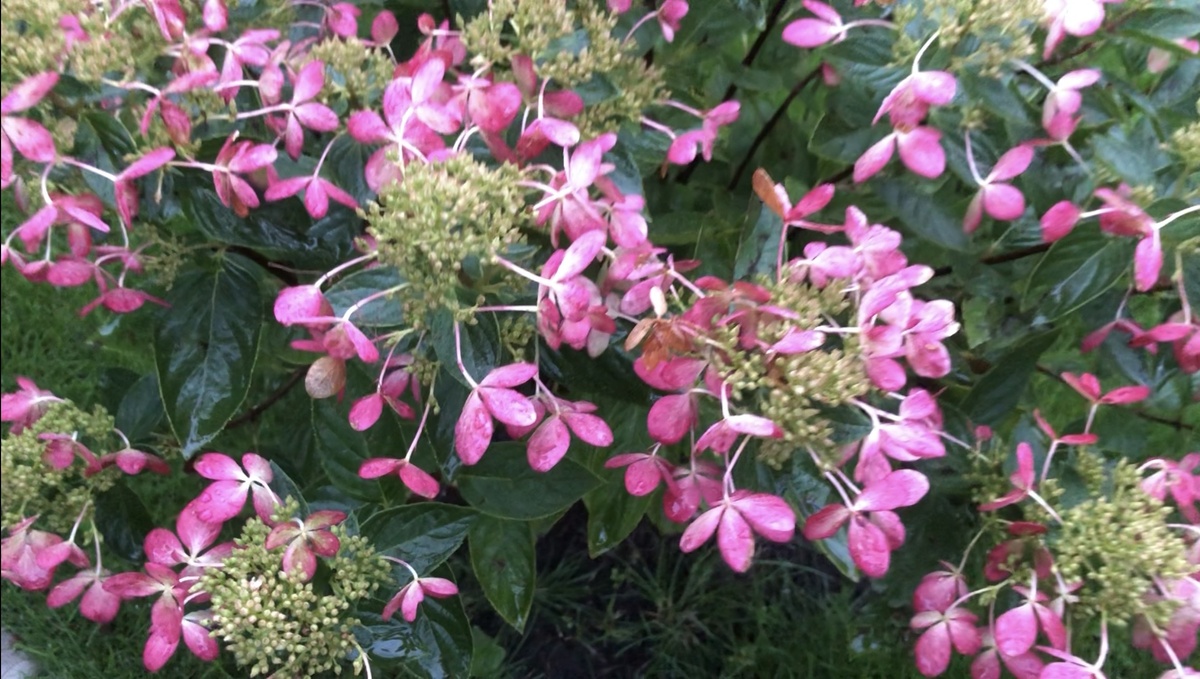 Пастелгрин гортензия метельчатая