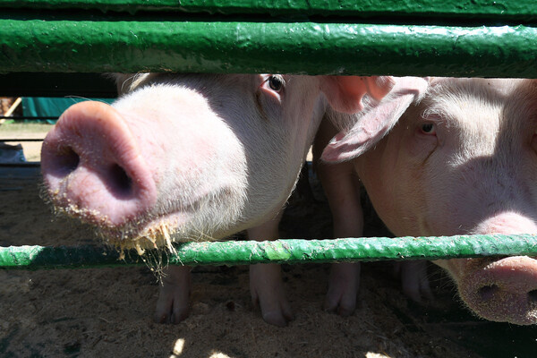 Виктор Толочко/РИА Новости   📷