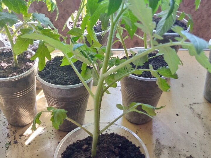 Лучшие сроки посева томатов на рассаду - и почему томаты для открытого грунта нужно сеять позже, чем для теплицы. Век живи,век учись