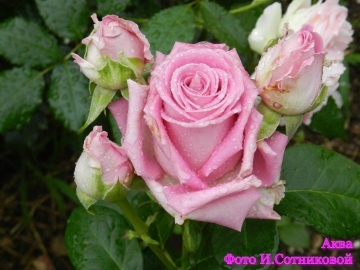 Аква, роза чайно-гибридная, листайте вправо