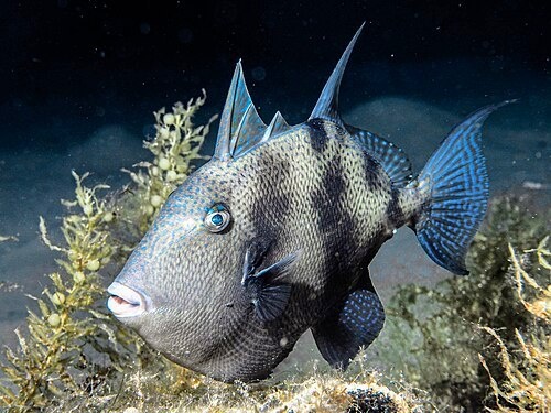 Серый спинорог.