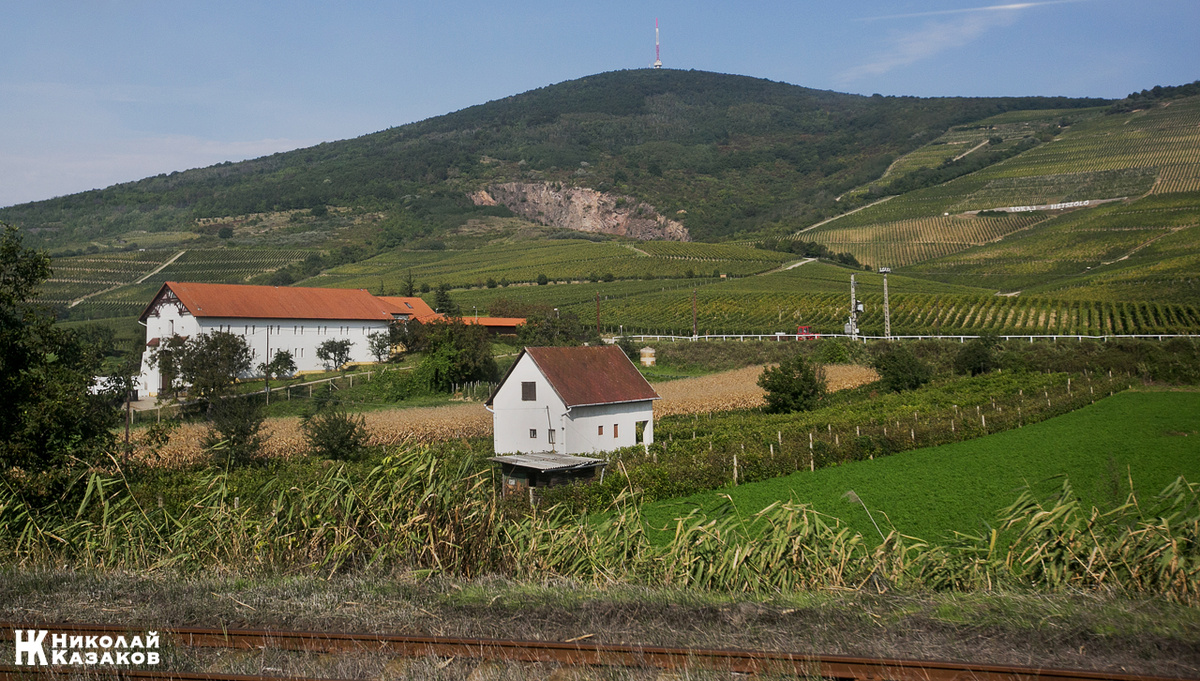 Вингорадники Токая. Венгрия. Сентябрь 2014 г.