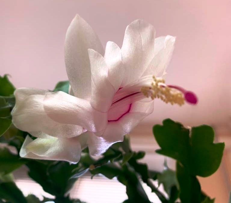 Разве не красавец? Трудно устоять и не завести такой. Фото автора