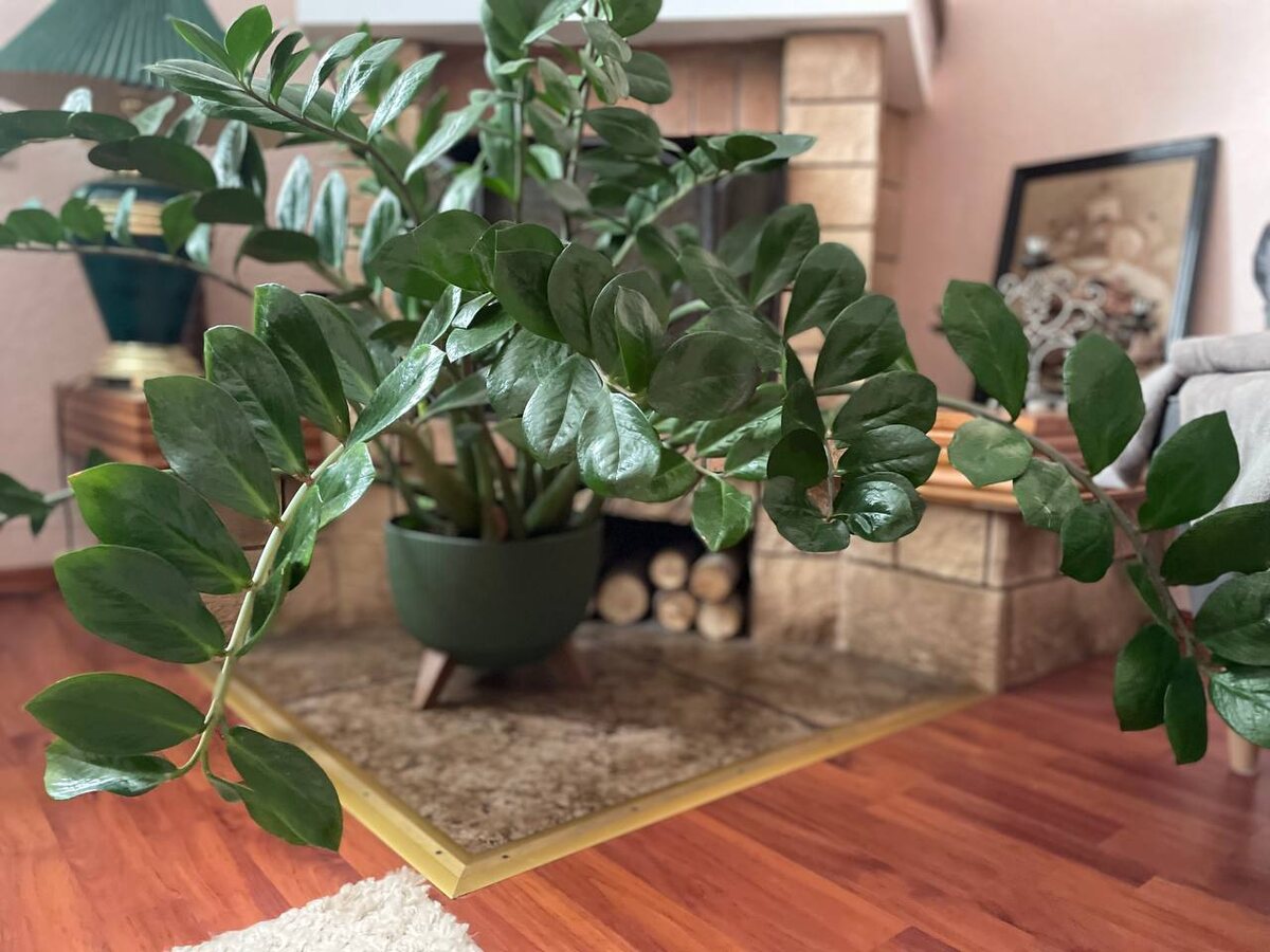 Замиокулькас, или долларовое дерево. Фото автора