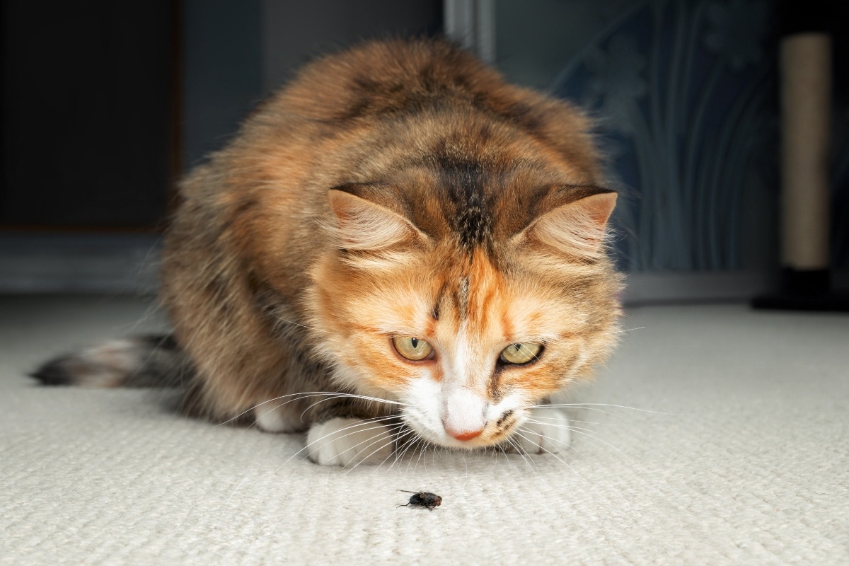 Фото с сайта: https://index.hu/belfold/kndi1108/