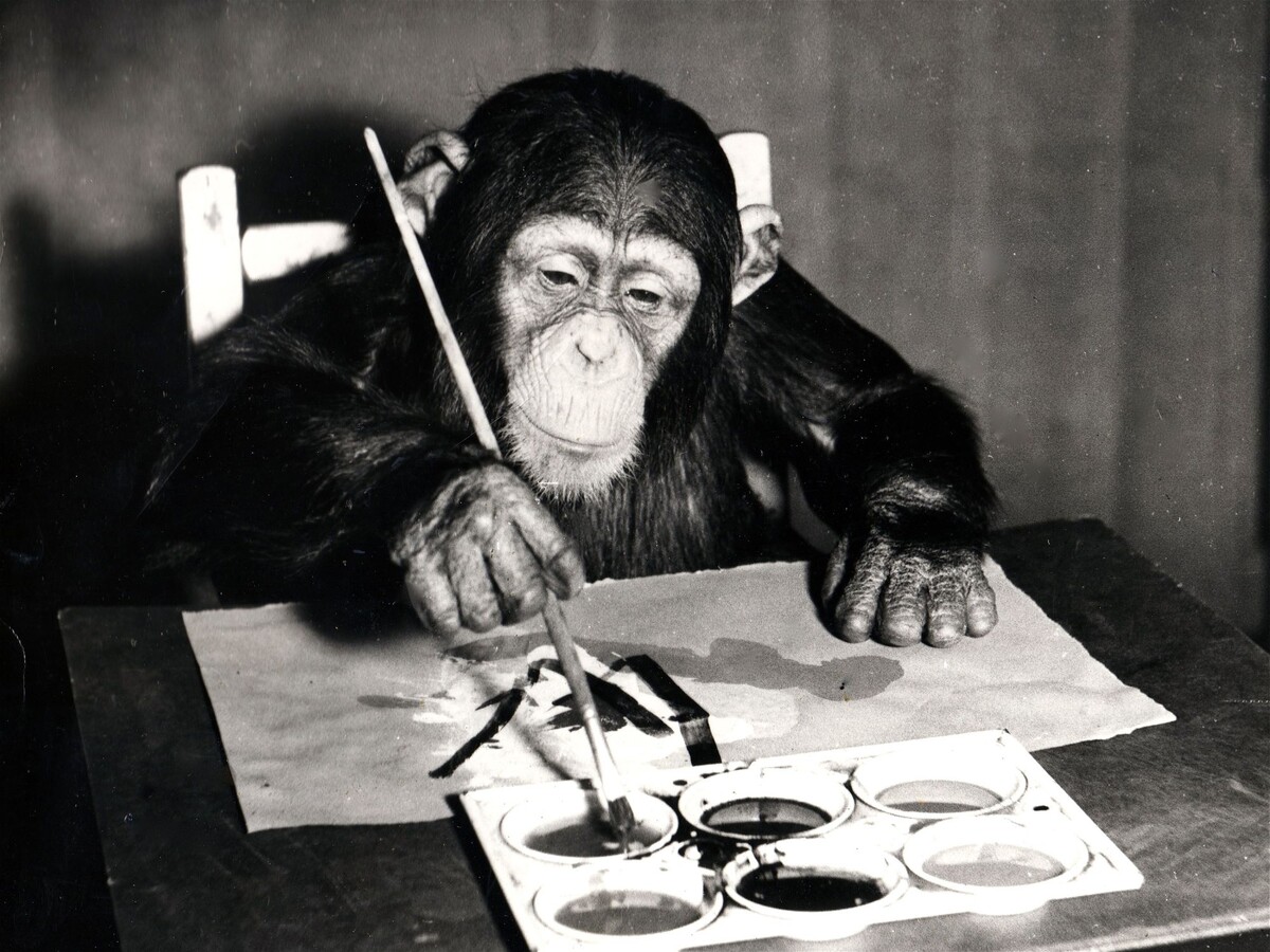 Конго за работой