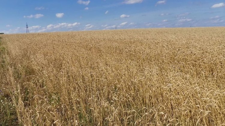    Фото: Лукьянов Дмитрий, AgroXXI.ru