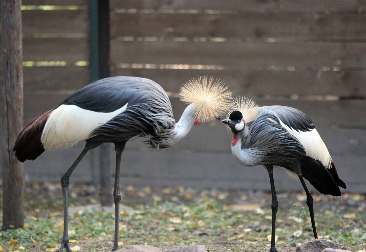   День всех влюбленных посвящен не только романтике среди людей, но и животных