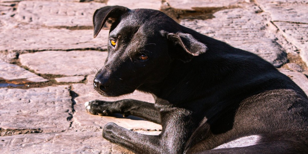 Добро в действии: неравнодушные псковичи подарили псу Лорду шанс на жизнь