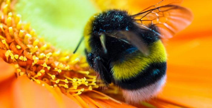 Вот будет рассказов, если один из шмелей вернётся в родную Словакию с татуировками и золотыми зубами / Фото: pxhere.com
