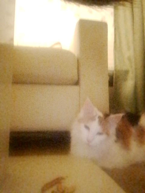 Почта E-mail Kitikpad@xmail.ru Почта для гугл Mkot44106@gmail.com!