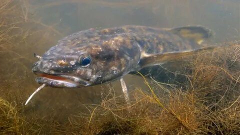 Фото из открытых источников Янекс картинки