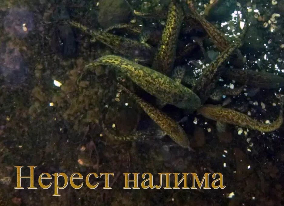 Фото из открытых источников Янекс картинки