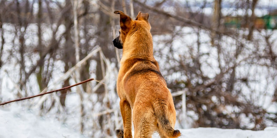 "Пёс рыжий в снегу, уши — как стрелы