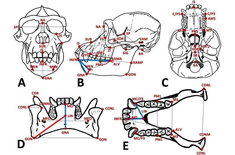    Изображение из работы по изучению эволюции подбородка.
