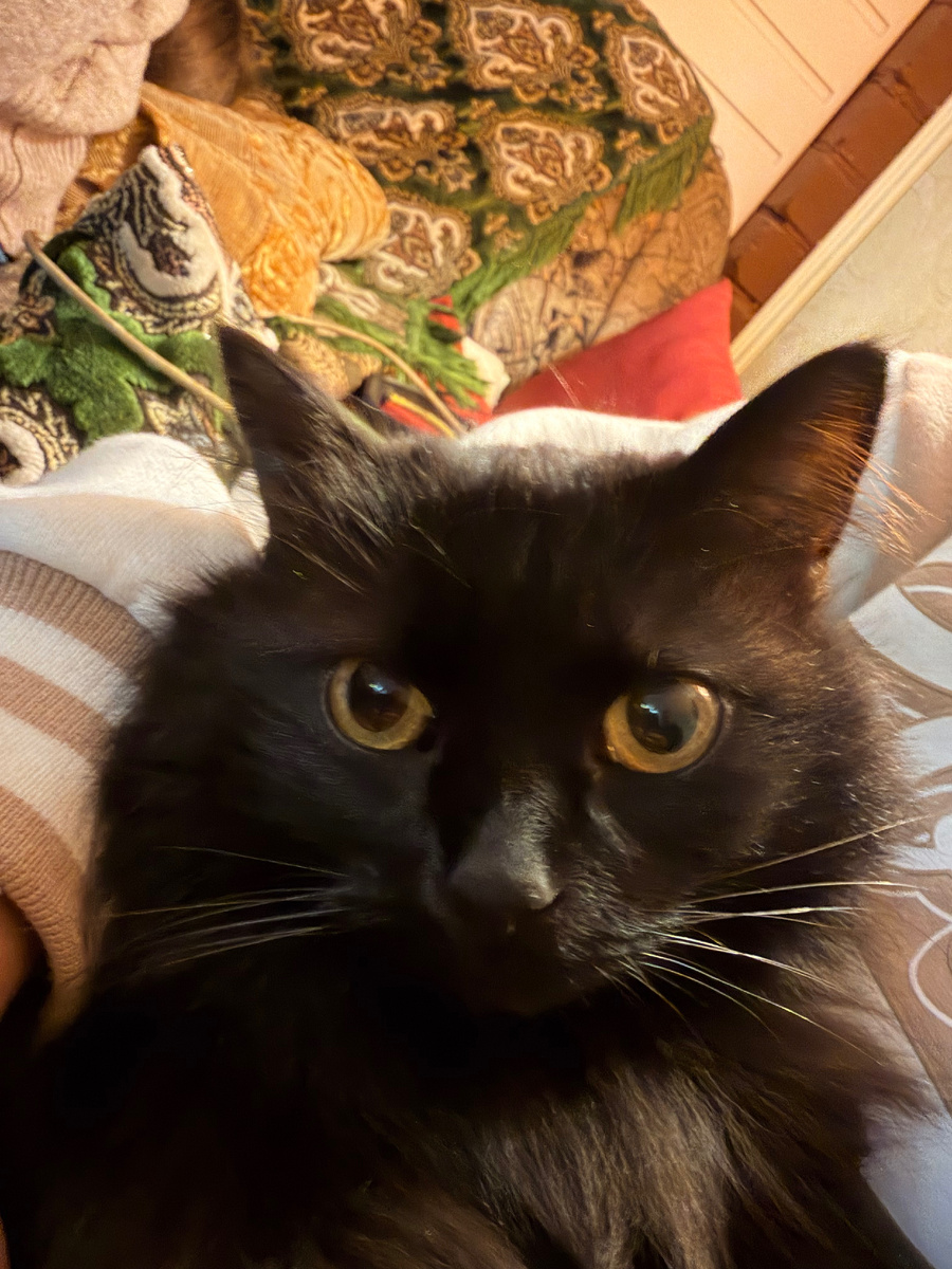 Бедность не порок, как говорит мой кот