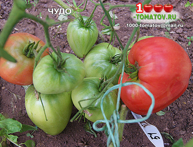 Томат Чудо фото 1