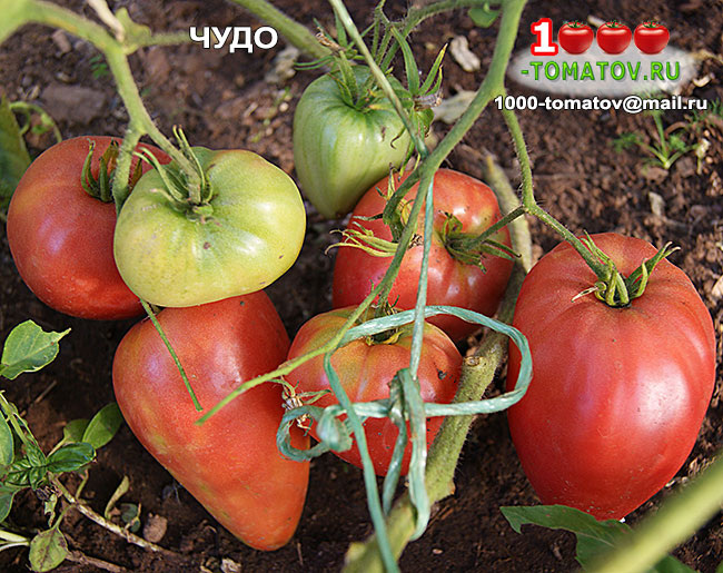 Томат Чудо фото 2