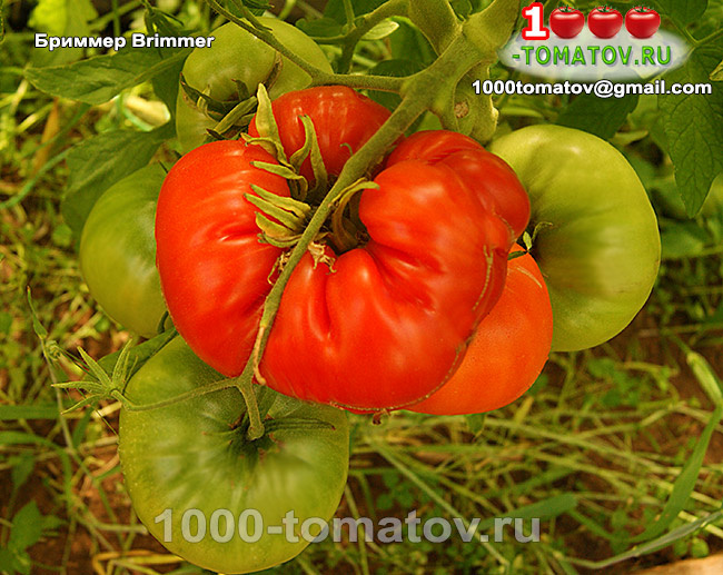 ТОМАТЫ – КРУПНОПЛОДНЫЕ, СУПЕР УРОЖАЙНЫЕ СОРТА ч 8