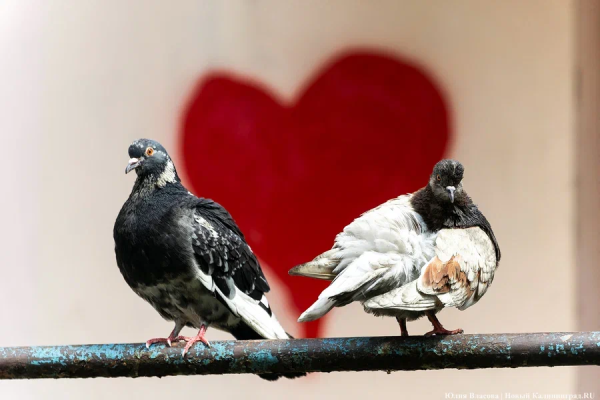 Мороз снова крепчает: погода в Калининградской области 14 февраля