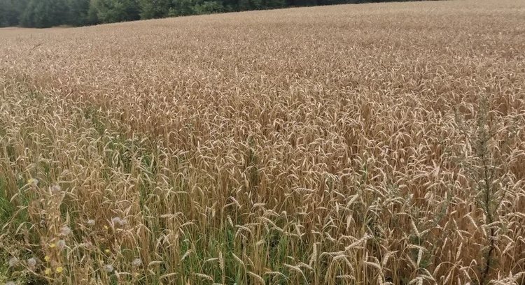 В 2025 году посевная площадь Рязанской области отметила максимум за 27 лет