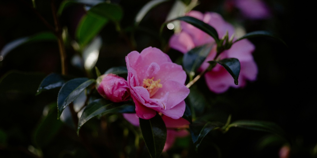 В зимних оранжереях Ботанического сада распустились редкие камелии и цветущие растения