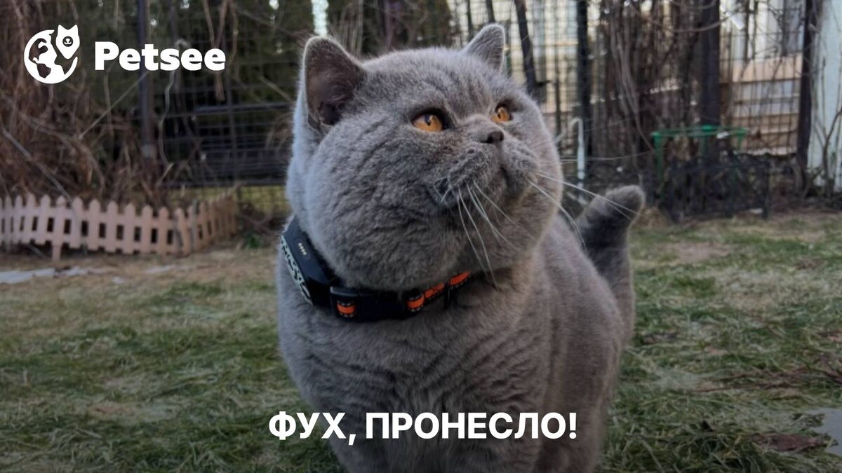 Кот сходил в лоток — и как начал носиться! Что это было и стоит ли волноваться?