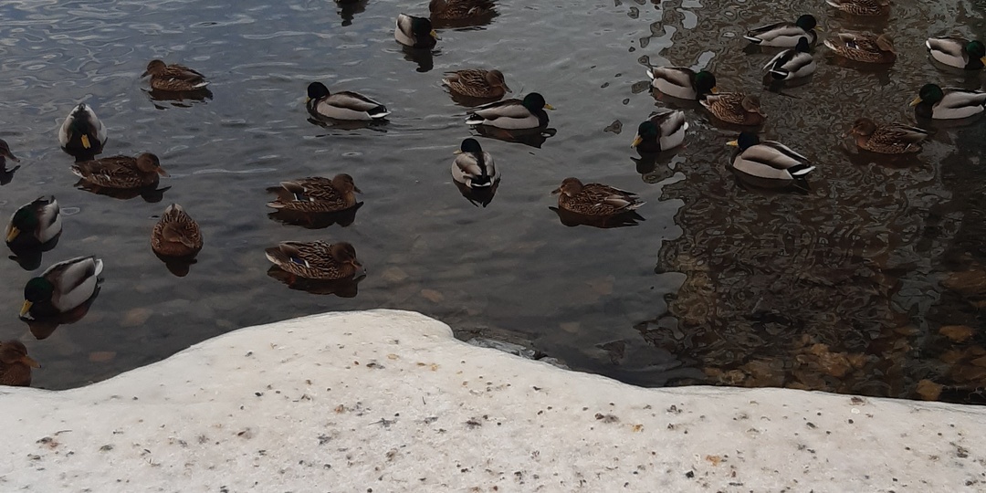 Тёплые края? Не, не слышали. Нам и тут хорошо.