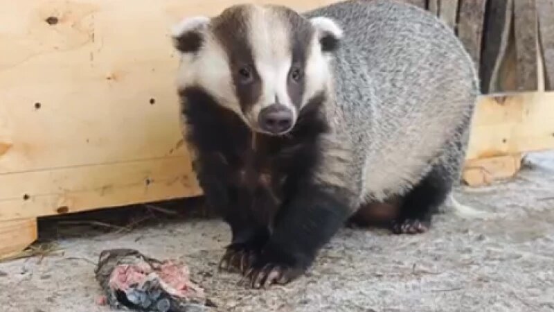     Барсук. Барнаульский зоопарк «Лесная сказка»